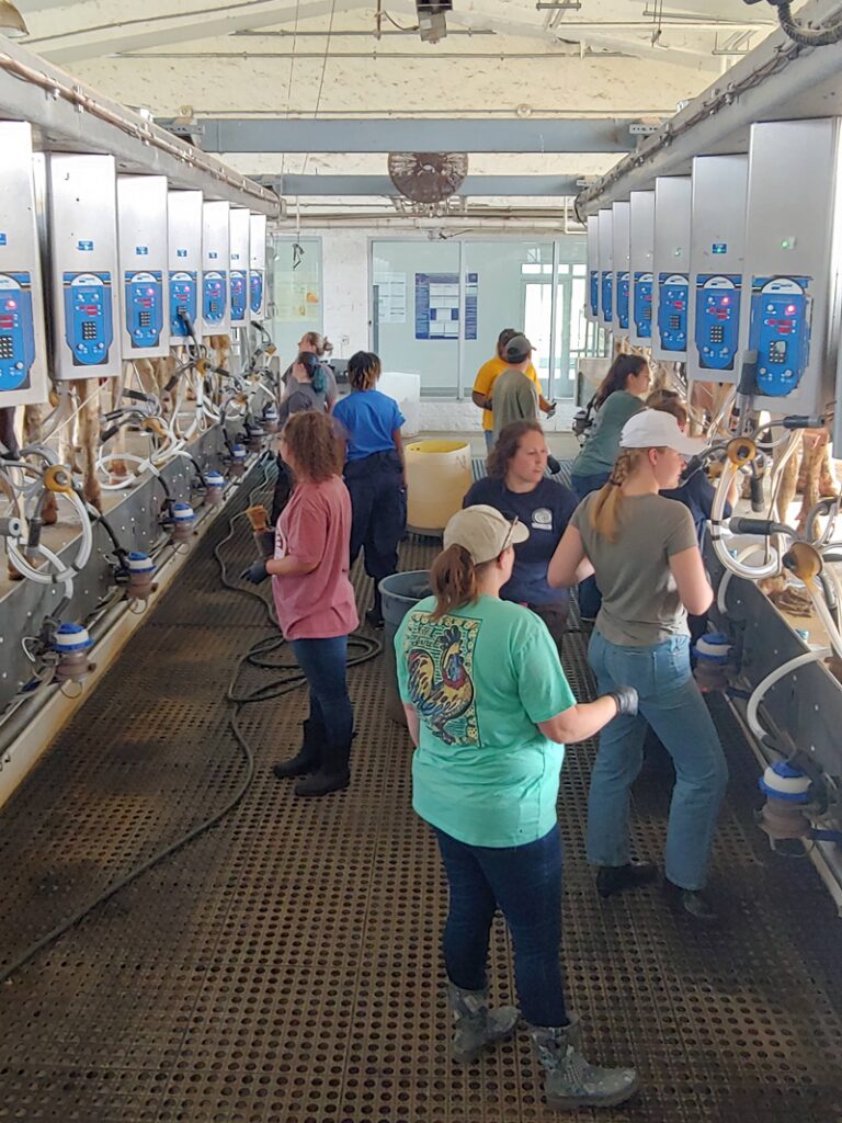 Several students work with milking equipment.