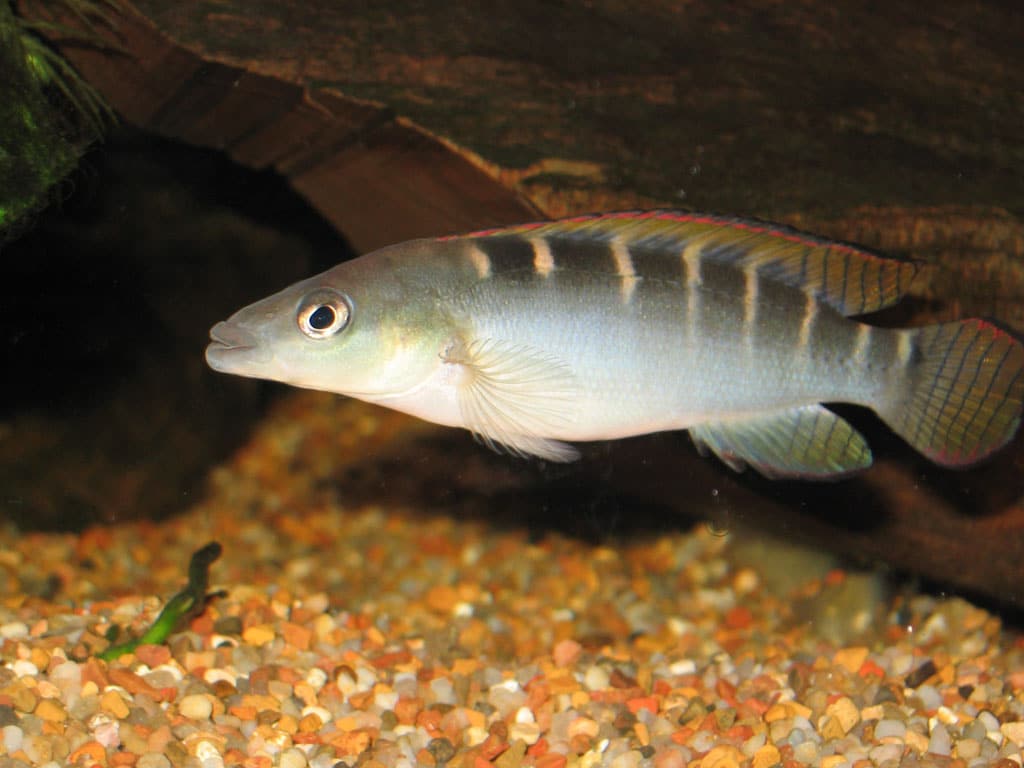 Cichlids