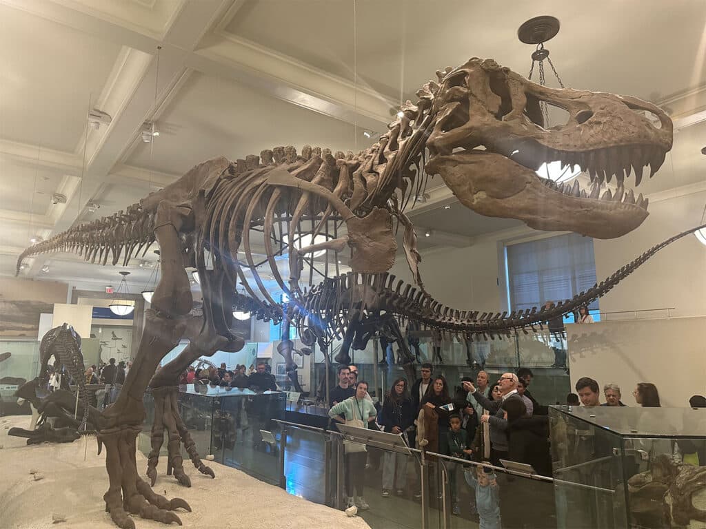Photo from Wade Bishop of a Tyrannosaurus rex in a museum